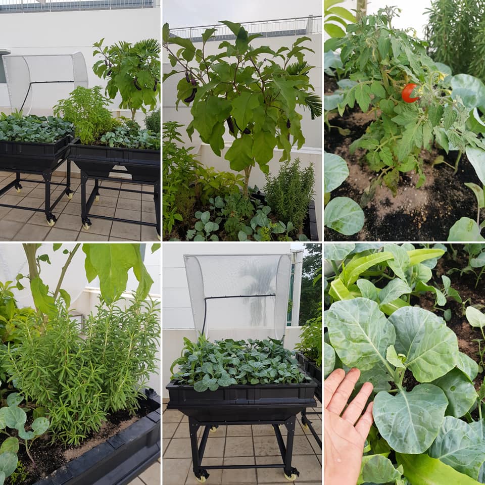 sogen urban farming